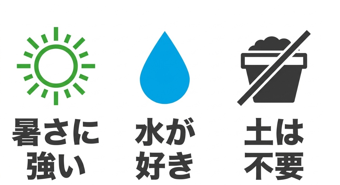 空芯菜は暑さに強く水を好み土なしでも水耕栽培できることを示した図