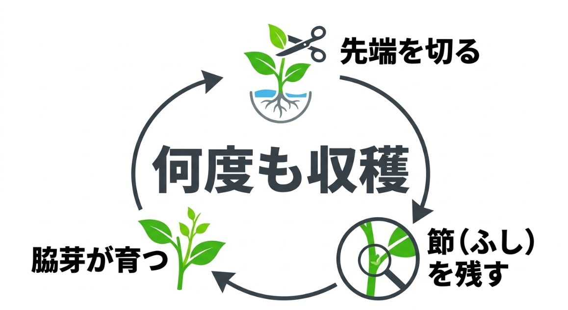 空芯菜の先端を切り節を残して脇芽を育て何度も収穫する方法