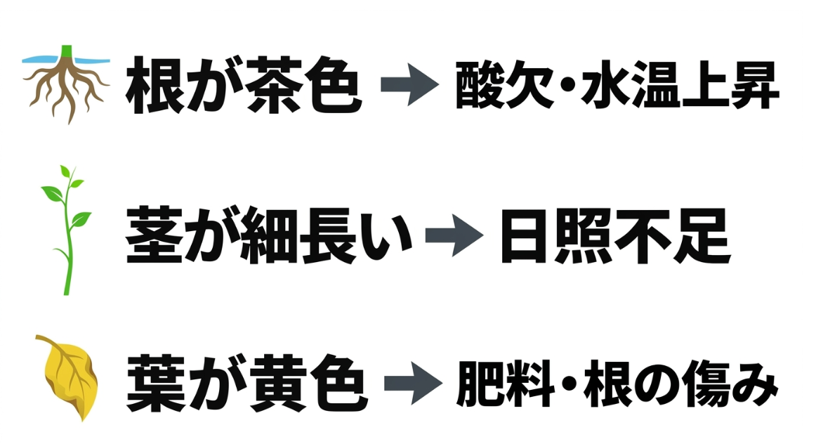 空芯菜の水耕栽培で根が茶色い、茎が細長い、葉が黄色いときに確認する原因