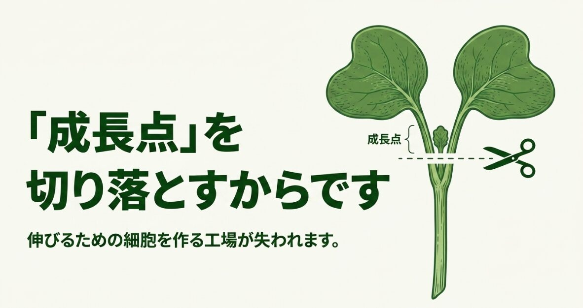 ブロッコリースプラウトの成長点を切り落とすと再生できない理由の図解
