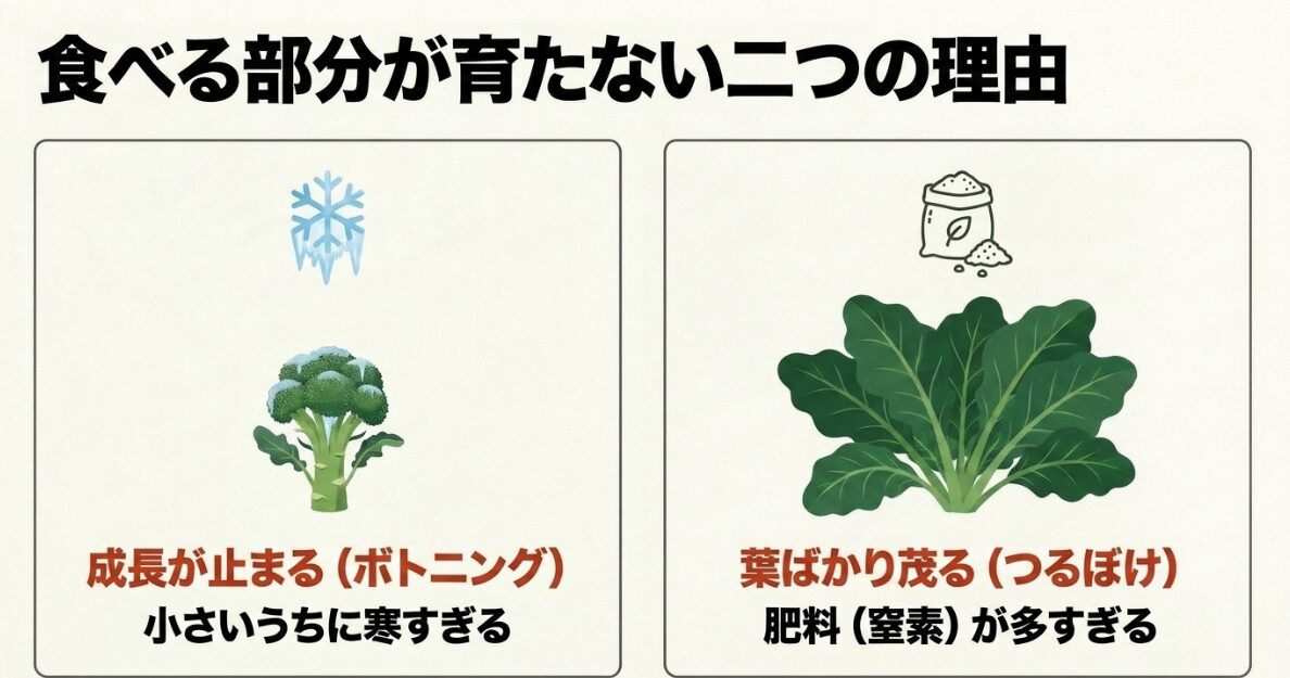 ブロッコリーの花蕾が育たない2つの理由。小さいうちに寒すぎるボトニングと、肥料（窒素）が多すぎるつるぼけ