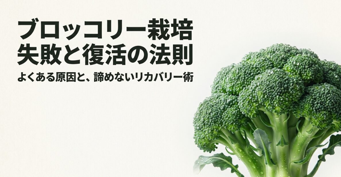 ブロッコリー栽培の失敗の4大原因（時期の間違い、水と土のバランス、温度と肥料、病気と虫）