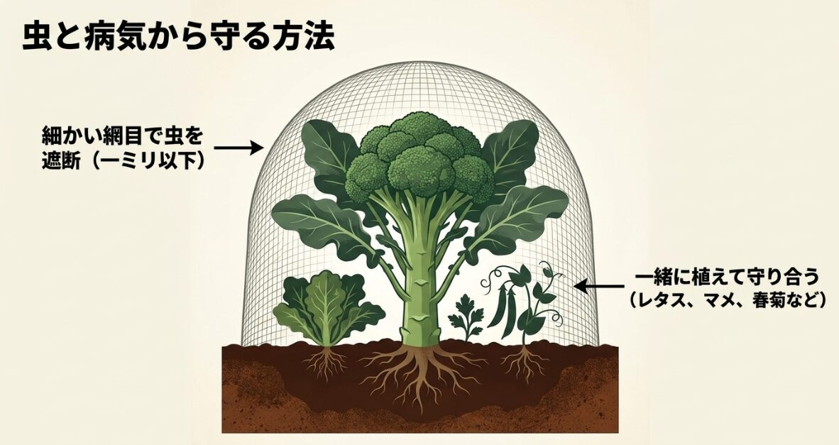 ブロッコリーを虫と病気から守る方法。1ミリ以下の防虫ネットで遮断し、レタスやマメなどのコンパニオンプランツと一緒に植える