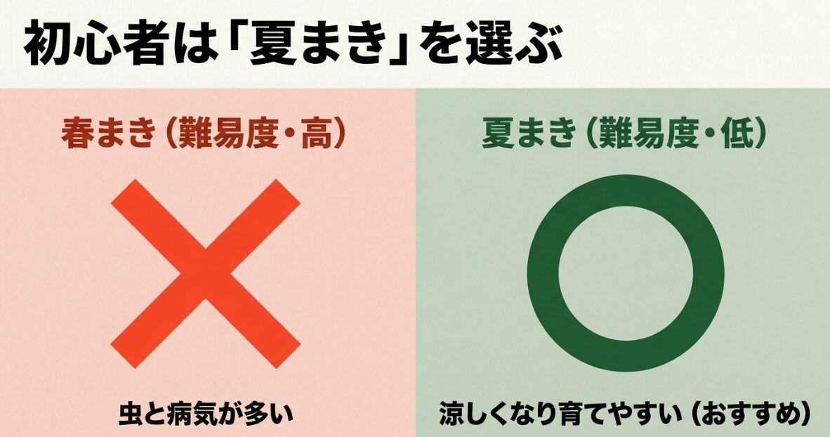 初心者はブロッコリーの夏まきがおすすめ（春まきは難易度が高く、夏まきは育てやすい）