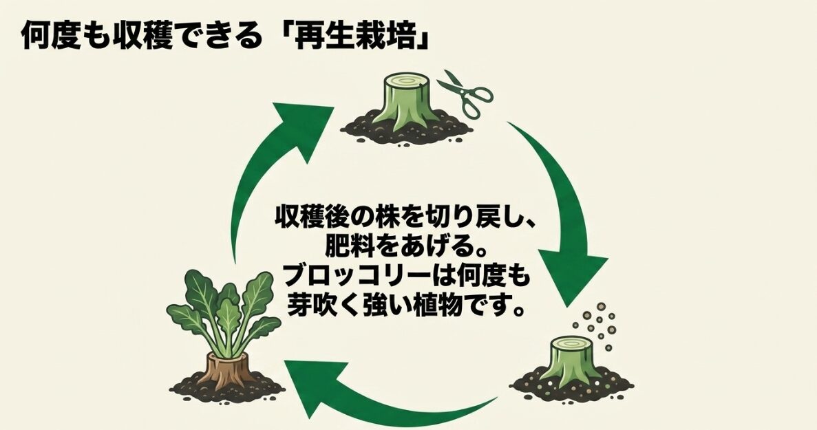 何度も収穫できるブロッコリーの再生栽培。収穫後の株を切り戻し、肥料をあげることで再び芽吹く