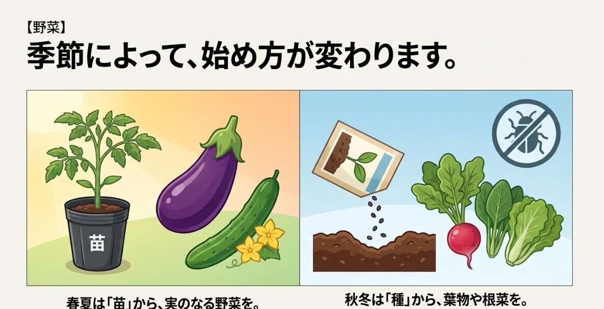春夏はトマトなどの苗から、秋冬はラディッシュなどの種から始めることを推奨する解説イラスト