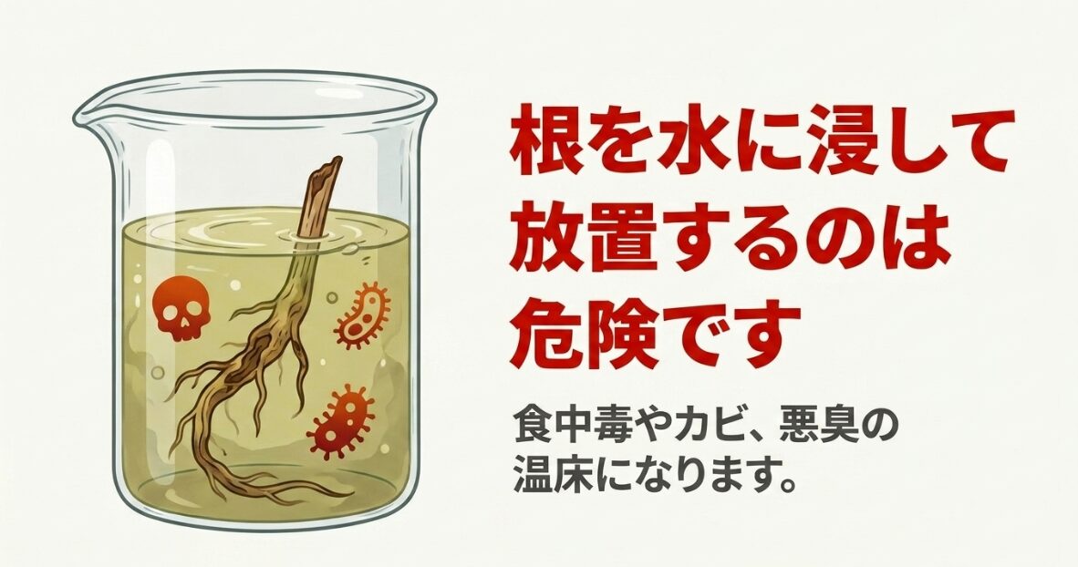 ブロッコリースプラウトの根を水に浸して放置すると食中毒やカビの温床になる危険性の図解