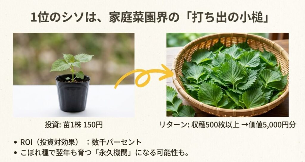 苗1株150円の投資で5,000円分の収穫が見込める、シソの経済的メリットを解説したスライド