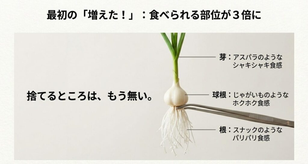 食べられる3つの部位の解説。芽はアスパラのようなシャキシャキ感、球根はホクホク感、根はパリパリ感があることを紹介しています。