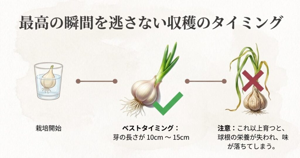 収穫の目安を説明するイラスト。芽の長さが10cmから15cmがベスト。育てすぎると球根の栄養が失われる注意喚起。