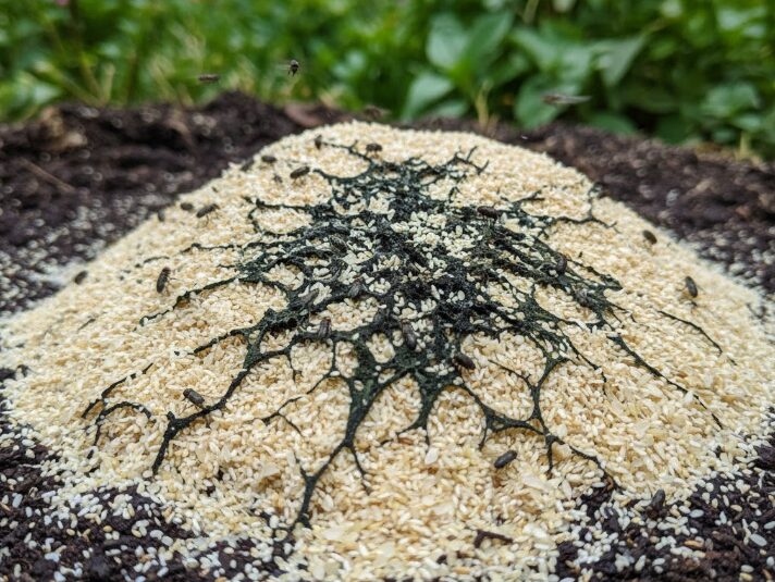 米ぬかのデメリットと害虫発生リスク