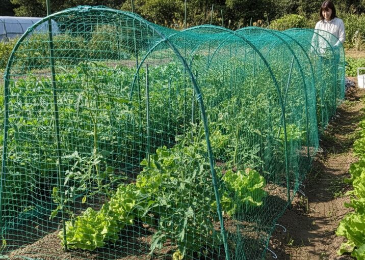 100均の防鳥ネット、その効果と張り方