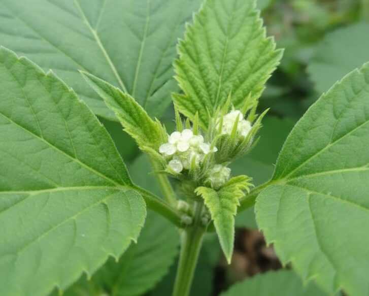 うどんこ病で枯れるのを防ぐ対策
