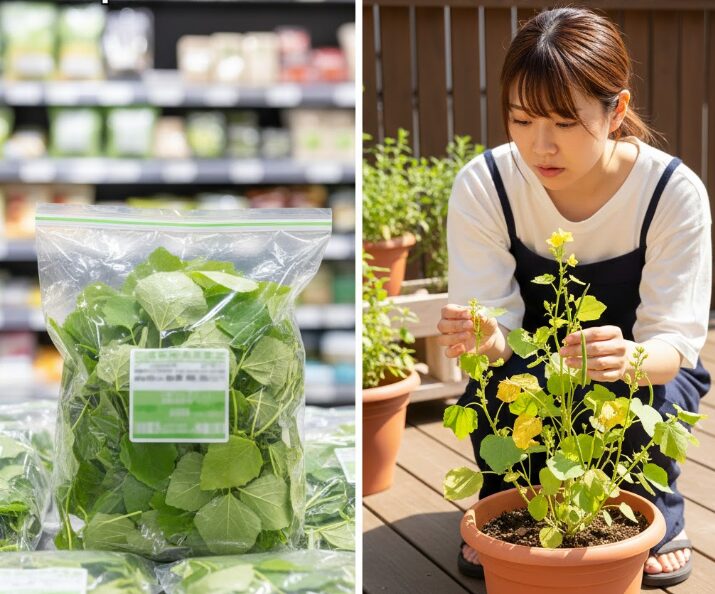 スーパーと自家栽培の決定的な違い