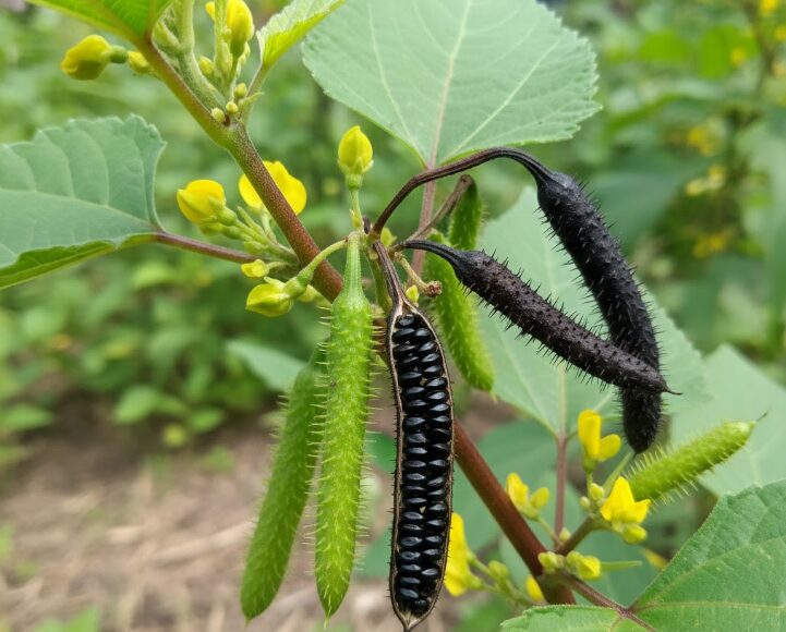 猛毒がある種とさやの画像的特徴