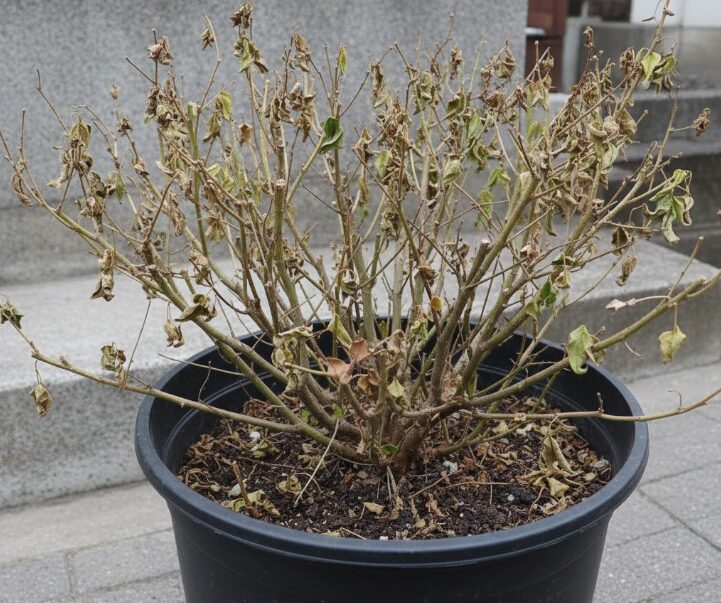 枯れた株の安全な処分方法