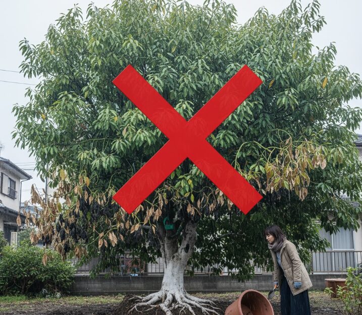 アボカドを鉢植えから地植えしてはダメ