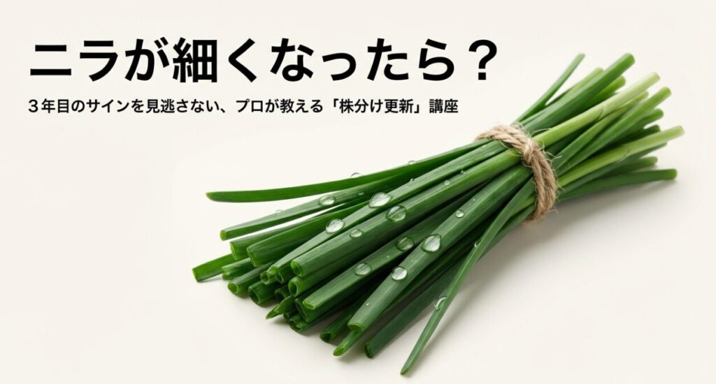 ニラが細くなった時の解決策として、プロが教える3年目の株分け更新講座のタイトル画像。