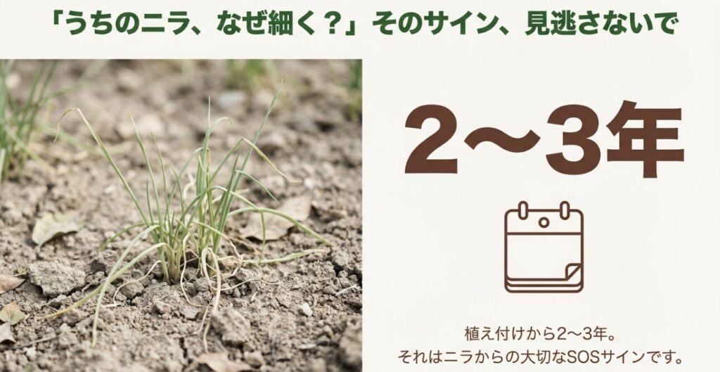 植え付けから2〜3年経過して細くなったニラの写真と、更新時期を示すカレンダーのイラスト。