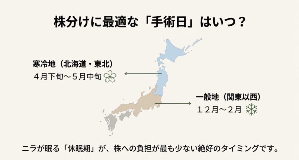 寒冷地は4月下旬〜5月中旬、一般地は12月〜2月が株分けに最適であることを示す地域別の時期一覧。
