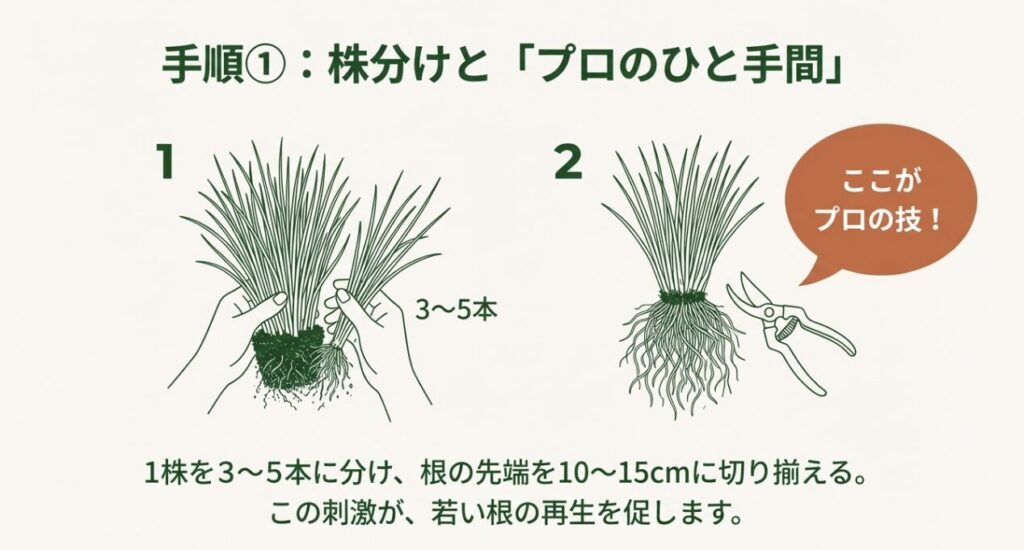 ニラを3〜5本ずつに分け、根の先端を10〜15cmに切り揃えるプロのテクニックのイラスト。