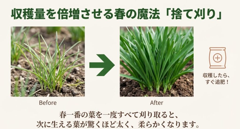 春一番の葉を刈り取る前と後の比較写真。捨て刈り後に太く柔らかい葉が育つ様子と追肥の重要性。