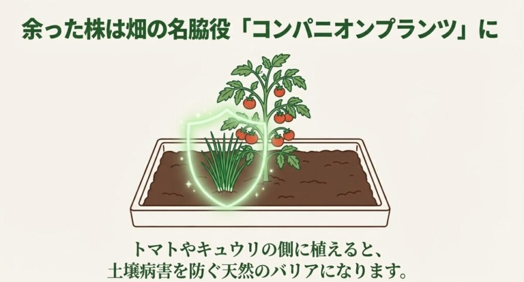 トマトの隣にニラを植えることで、土壌病害を防ぐシールド効果を表現したイラスト。