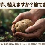 ぶよぶよになった種芋を両手で持ち、植えるか捨てるかを見極める様子。