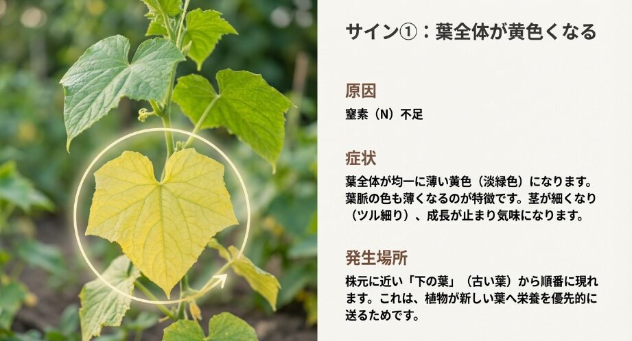 きゅうりの葉全体が均一に薄い黄色(淡緑色)に変色している写真。窒素欠乏により、株の下の葉から順に色が抜けている様子。