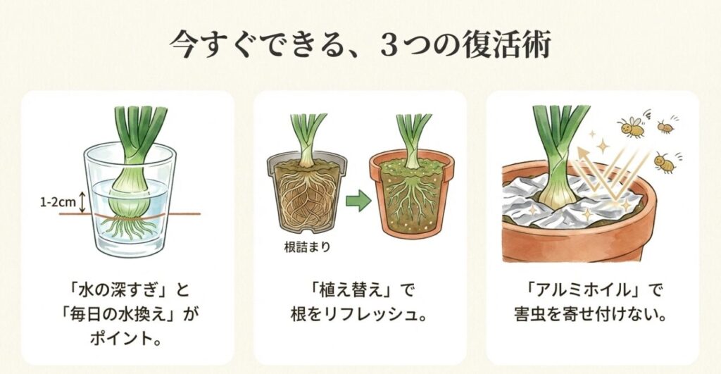 水耕栽培の適切な水位（1-2cm）、一回り大きな鉢への植え替え、アルミホイルによる防虫対策を描いたイラスト