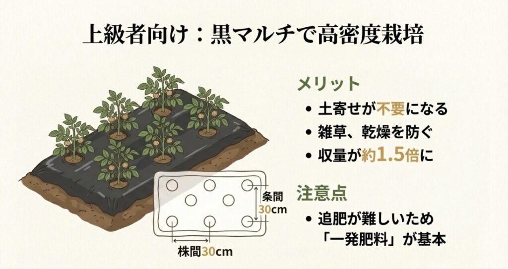 黒マルチを張った畝に、条間・株間ともに30cm間隔で穴を開けて植え付ける高密度栽培のイラスト。土寄せ不要などのメリットも記載。