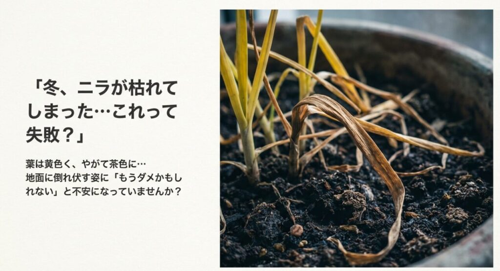 プランターの中で葉が黄色く変色し枯れているニラ。「枯れたは失敗じゃない」というメッセージ