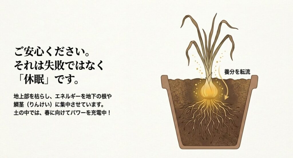 地上部の葉が枯れて根に養分が転流する仕組みの図解。「休眠」して春に向けてパワーを充電している様子