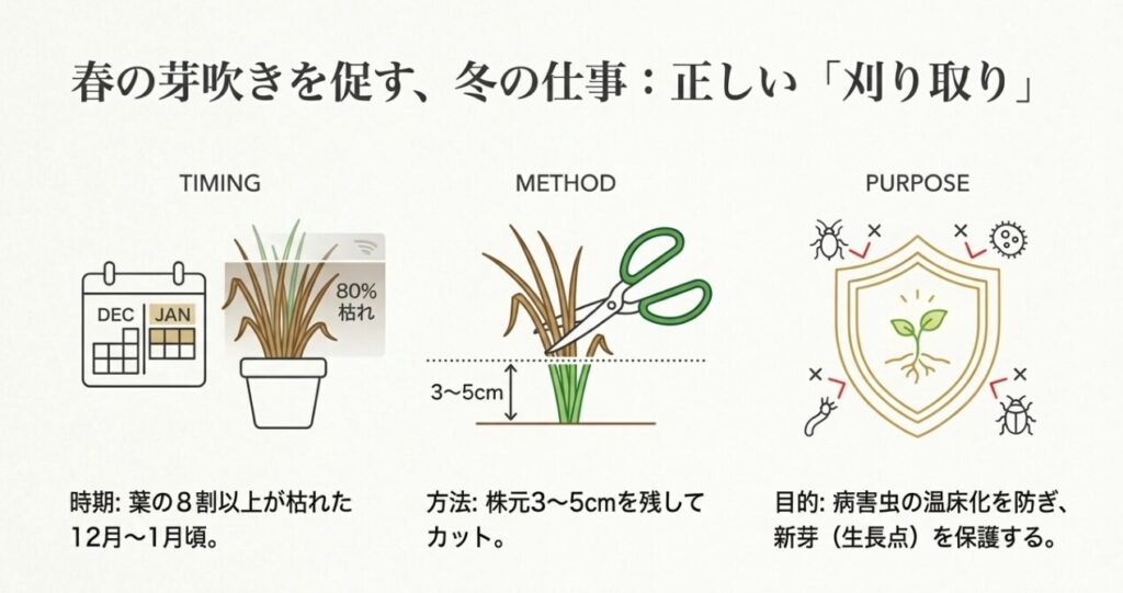 12月から1月の刈り取り時期と、株元3～5cmを残してカットするイラスト図解