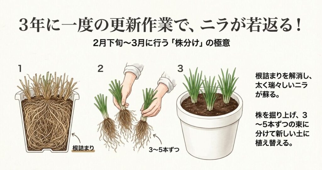 根詰まりした株を掘り上げ、3～5本ずつに分けて植え替える3ステップのイラスト