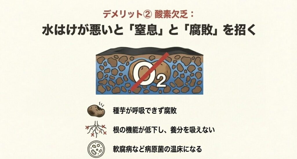水はけの悪いマルチ内で酸素欠乏が起き、種芋が腐敗する様子を描いたイラスト