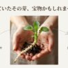 じゃがいもの芽かきを再利用して収穫量を倍増させる仕組み。種イモ1個から複数の株を育てるメリットとコスト削減効果。