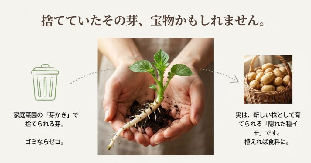 じゃがいもの芽かきを再利用して収穫量を倍増させる仕組み。種イモ1個から複数の株を育てるメリットとコスト削減効果。