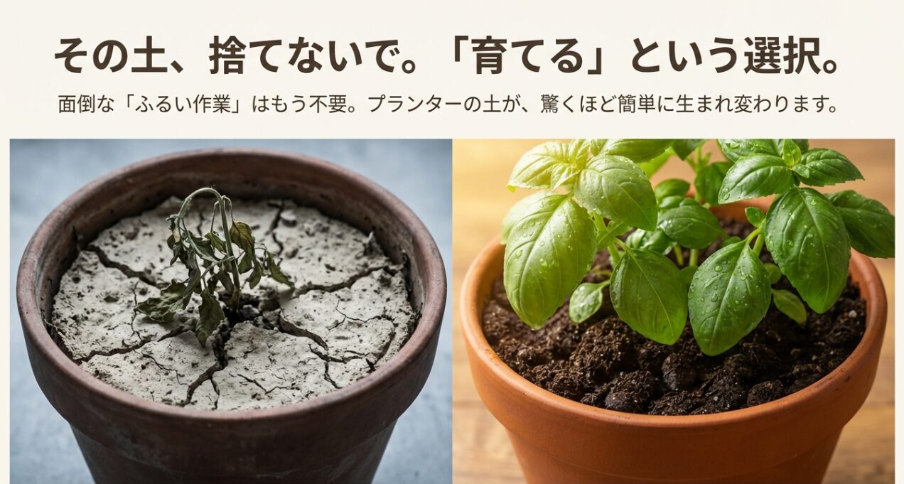 ひび割れた古いプランターの土と再生して元気に育つバジルの比較