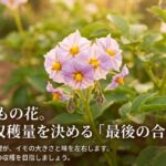 じゃがいもの花と蕾の写真。収穫量を決める重要な追肥の時期であることを示すスライド。