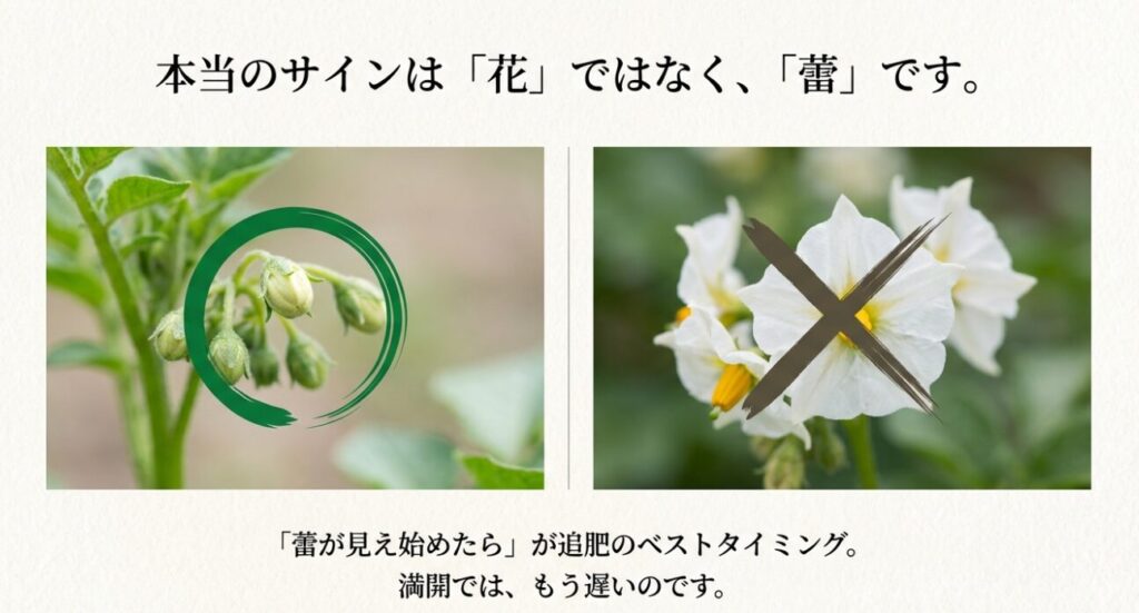 じゃがいもの追肥は花が満開の時ではなく蕾が見え始めた時がベストタイミングであることを解説する図。