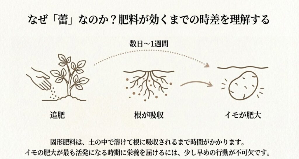 固形肥料が土の中で溶けて根に吸収されイモが肥大するまでのタイムラグ(数日〜1週間)を示す図。