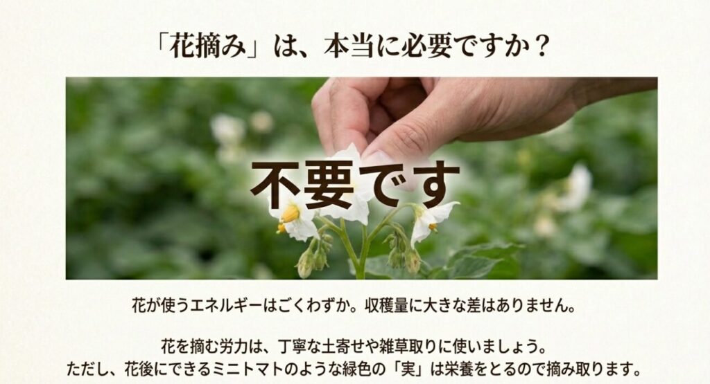じゃがいもの花摘みは不要であり、その労力を土寄せに使うべきであることを説明するスライド。