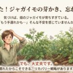 ジャガイモの芽かきを忘れた時のリカバリー戦略表紙
