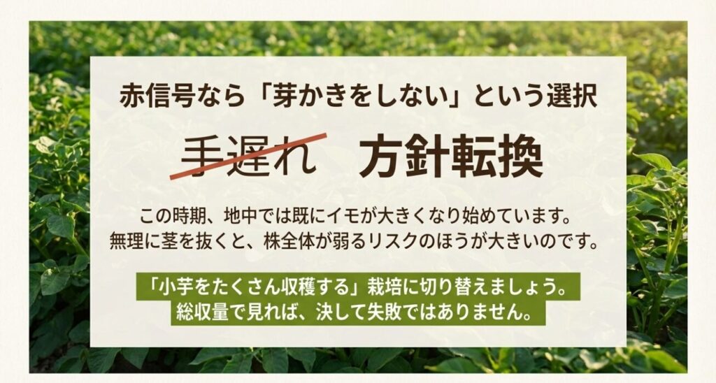 草丈30cmを超えたジャガイモは芽かきをしない選択肢