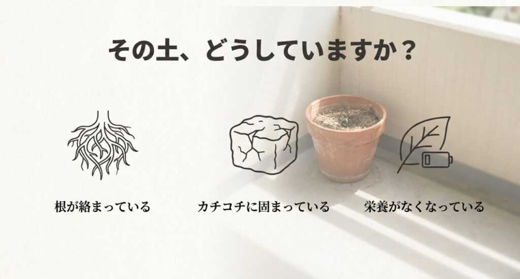 根が絡まりカチコチに固まり、栄養がなくなっている状態。