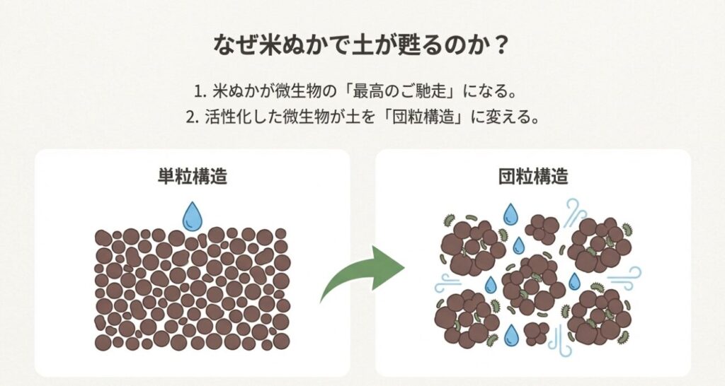 微生物が米ぬかを食べて活性化し、土を団粒構造に変える仕組み。