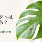 室内ハダニはどこから？主な侵入経路