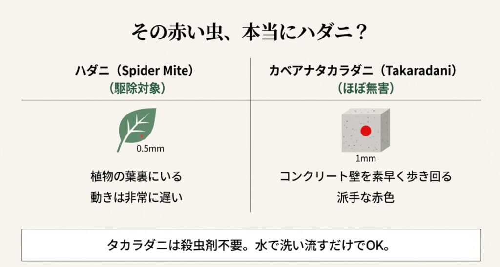 0.5mmで葉裏にいるハダニと、1mmでコンクリートにいる赤いカベアナタカラダニの見た目と比較