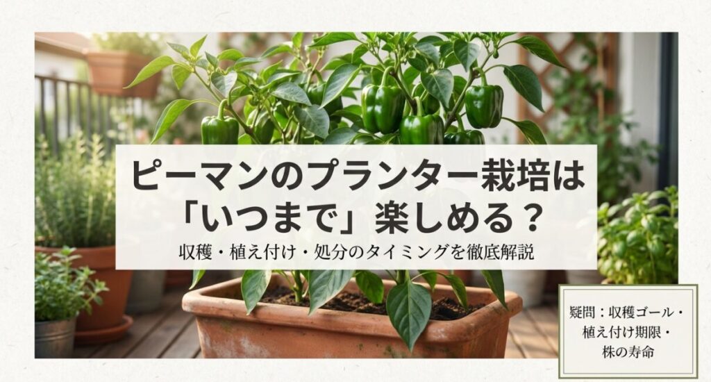 ピーマンのプランター栽培における収穫・植え付け・処分のタイミング解説スライドの表紙。